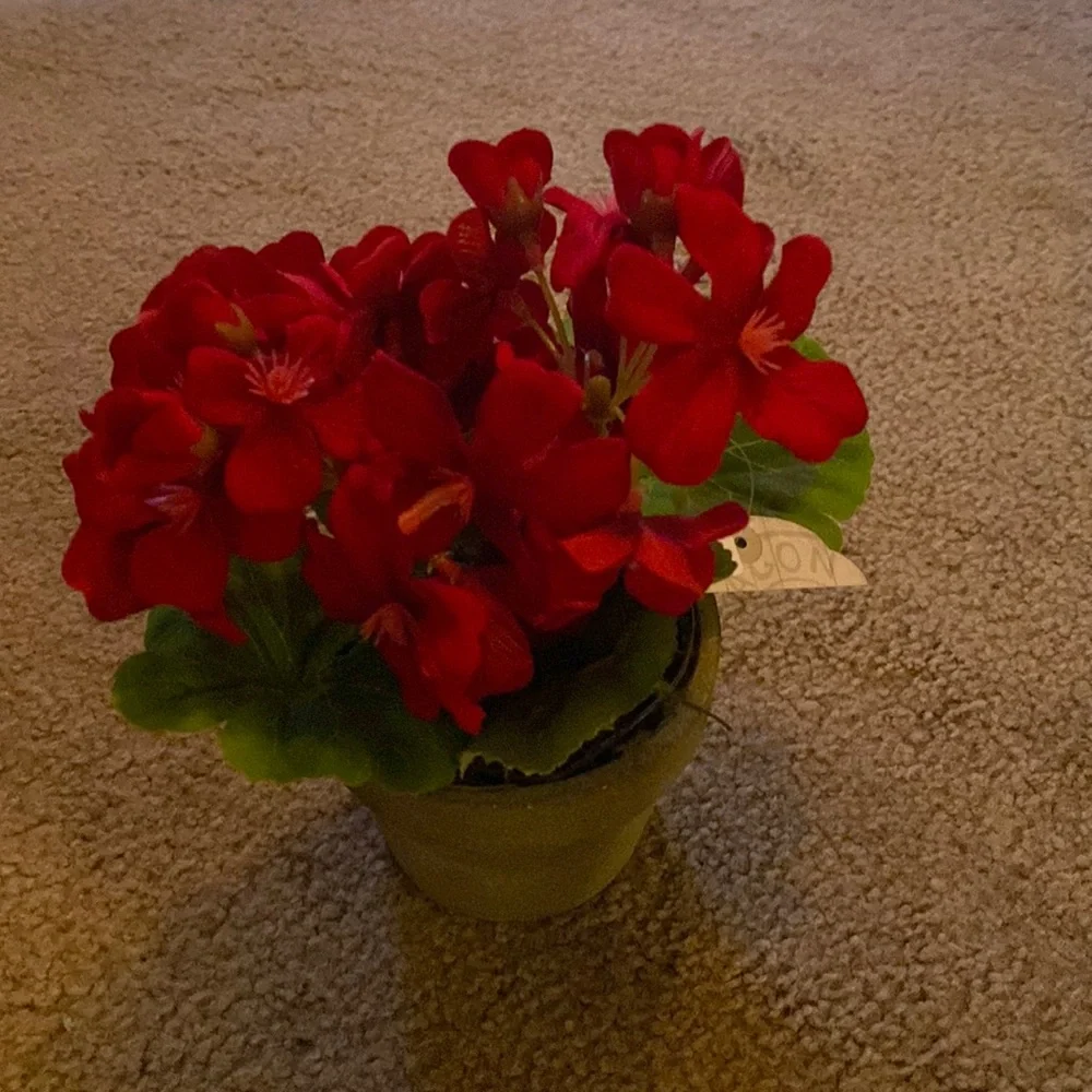 COPY - COPY - Ragoon House Potted Geranium Red